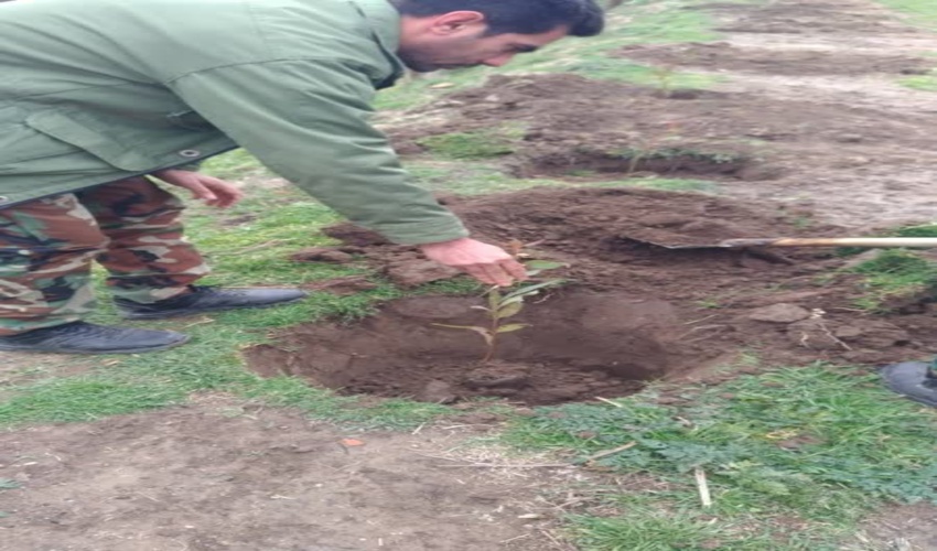 مجرمان دررامیان  به جای حبس درخت می‌کارند.