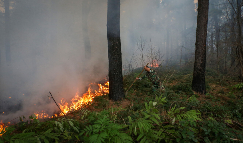 ۷۳ هکتار از جنگل‌ها و مراتع گلستان طعمه آتش شد