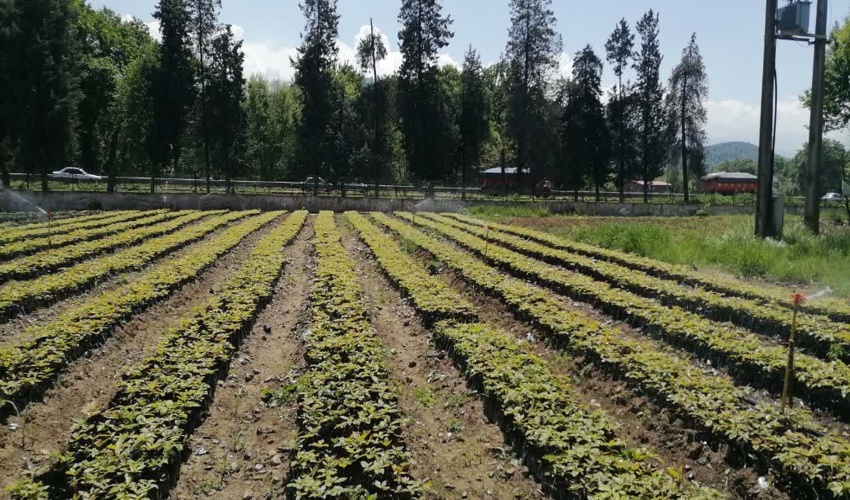 تولید 164 میلیون و 900 هزار اصله نهال در قالب طرح مردمی کاشت یک میلیارد درخت در سال جاری/ تاکید بر ایجاد ردیف اعتباری ویژه