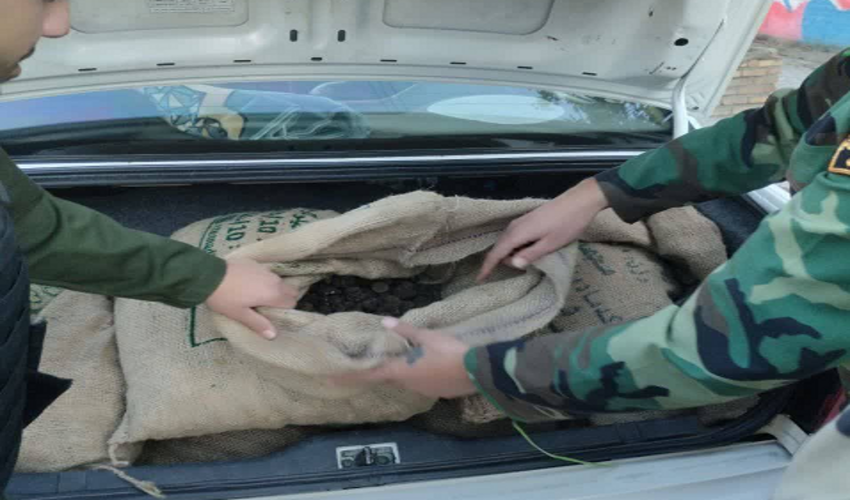 کشف 185 کیلو گرم قارچ ترافل در شهرستان گالیکش توسط نیروهای یگان حفاظت منابع طبیعی 