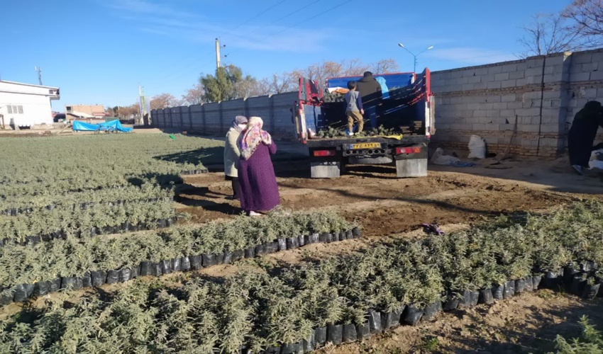 انتقال نهال های مرتعی و بیابانی از نهالستان انبارالوم جهت اجرای پروژه واکاری بوته کاری های سنواتی