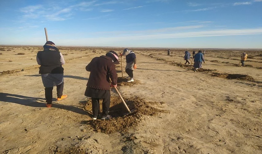 آغاز عملیات واکاری پروژه های بوته کاری مرتع اینچه شوره زار و قره قر بزرگ