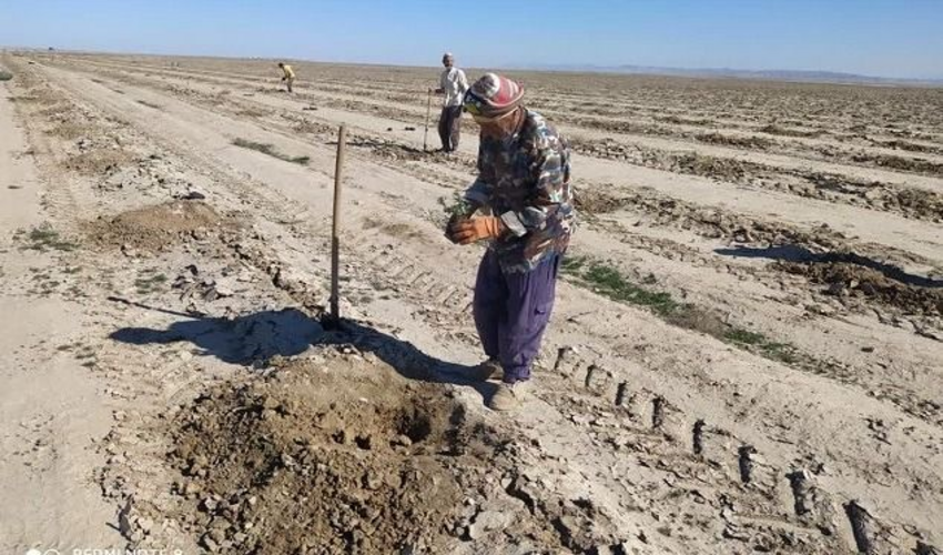 150هزار اصله نهال مرتعی در مراتع شهرستان مراوه تپه تولید شده و آماده غرس می باشد