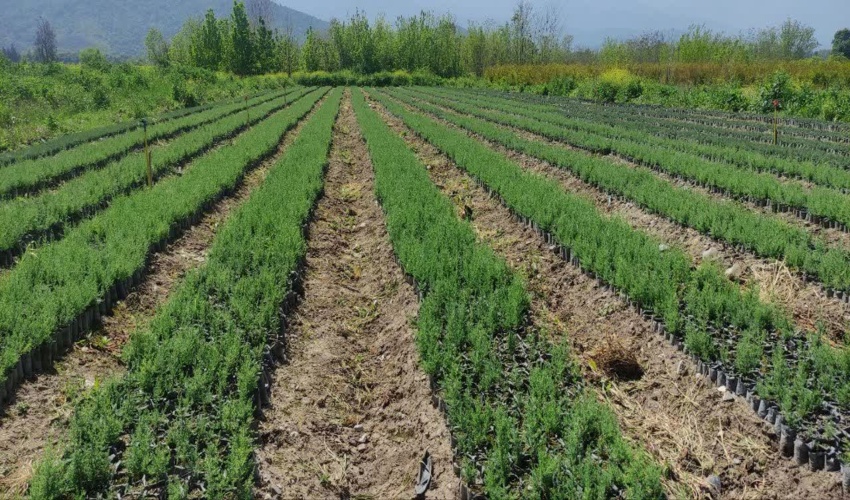 آمادگی منابع طبیعی گلستان در تأمین نهال‌های غیرمثمره جهت کاشت