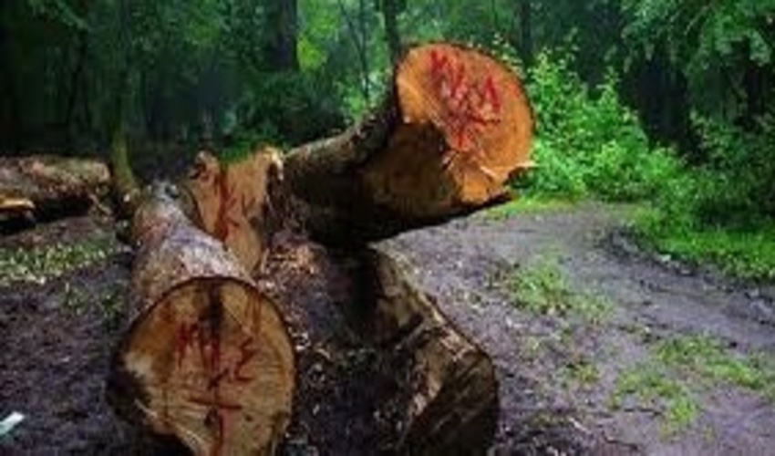 شیوه‌نامه برداشت چوب‌های شکسته افتاده حاشیه جاده‌های جنگلی هیرکانی تهیه شد