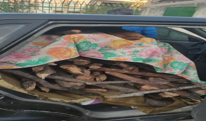 کشف و ضبط قاچاق چوب در شهرستان گالیکش 