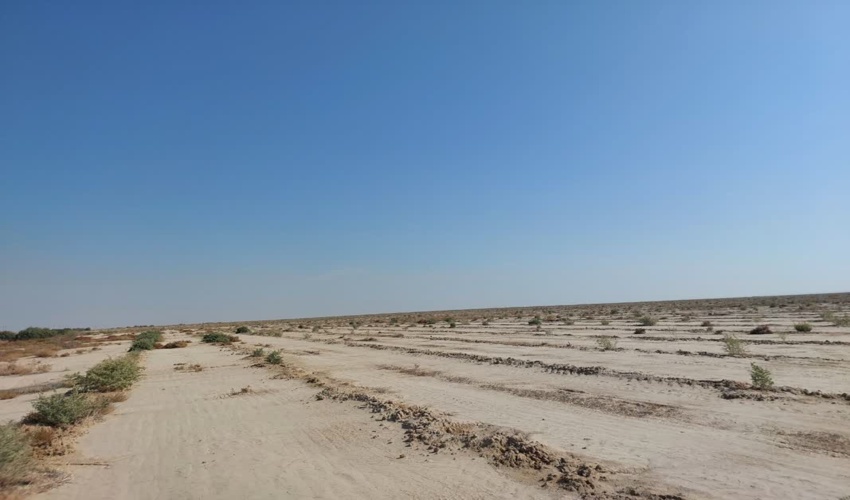 ۶۳۰ هکتار بوته کاری مشارکتی در گنبد کاووس انجام شده است