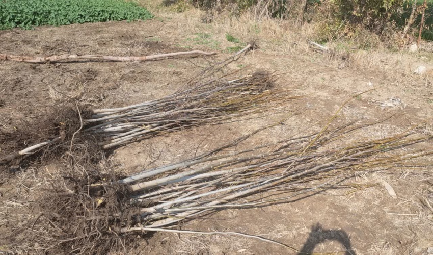 اهدا ۳۰۰۰ اصله نهال گردو توسط خَیِر مینودشتی