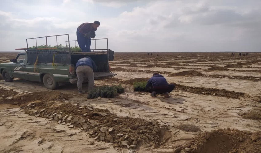 ادامه روند اجرایی پروژه بوته کاری ۵۰ هکتاری مرتع اینچه شوره زار 